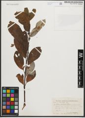 Foto von Salix sitchensis Sanson ex Bong.